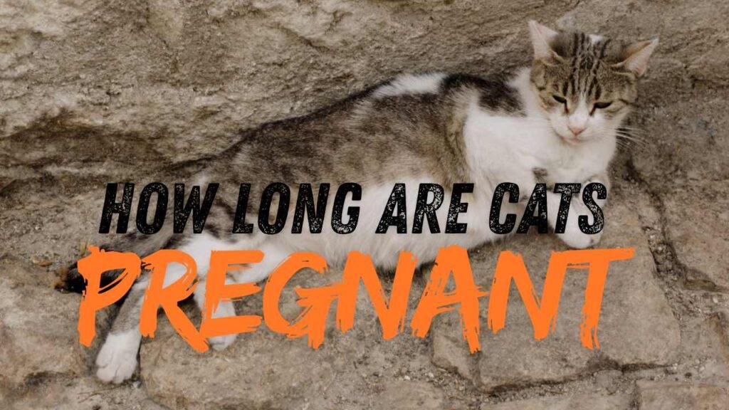 How Long Cats Are Pregnant