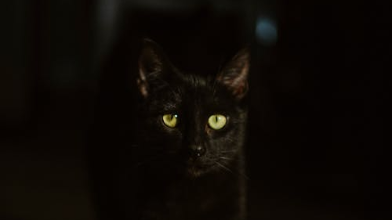 Can Cats See In Dark