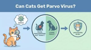 Read more about the article Can Cats Get Parvo Virus?