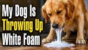 Read more about the article My Dog Is Throwing Up White Foam: Reasons Explained