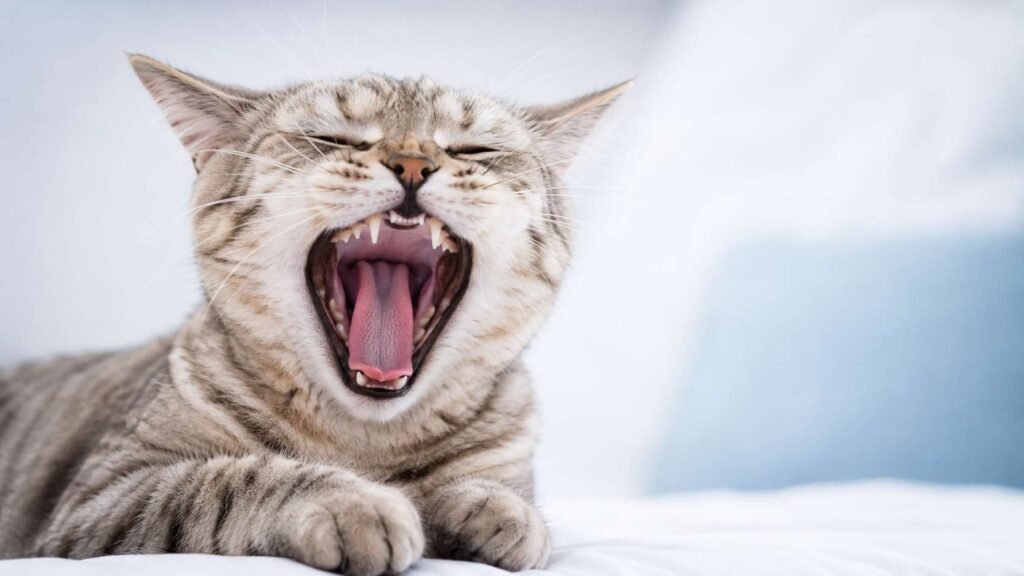 How Many Teeth Do Cats Have