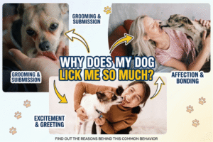 Read more about the article Why Does My Dog Lick Me So Much? All Possible Reasons Explained