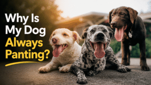 Read more about the article Why Is My Dog Always Panting? Mostly At Night Or While Sleeping