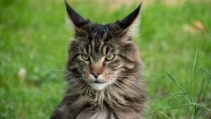 Read more about the article Maine Coon Cat Personality Traits And Care Guide