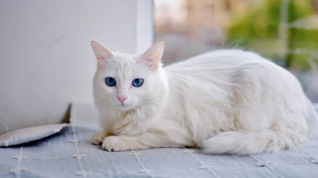 Angora Cats Splendor