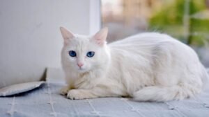 Read more about the article Know About Angora Cats Splendor