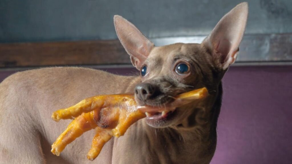 dehydrated chicken feet for dogs
